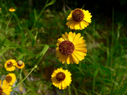 {Helenium flexuosum}